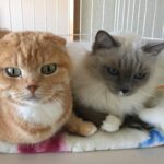 ソラときらら